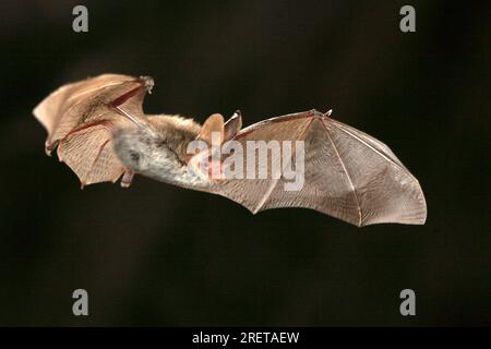 Bat di Bechstein (Myotis bechsteinii), Germania Foto Stock