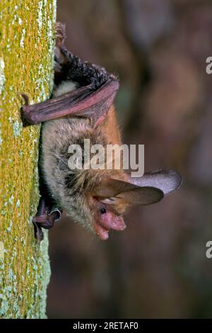 Bat di Bechstein (Myotis bechsteinii), Germania Foto Stock