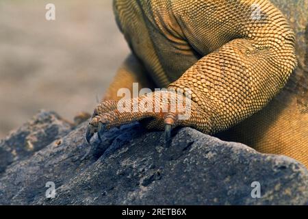 Iguana terrestre di Santa Fe (Conolophus pallidus), Foot, Isola di Santa Fe, Isole Galapagos, Ecuador, Santa Fe druse Foto Stock