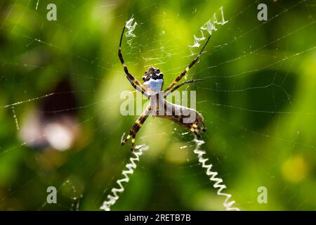 Zig-zag Spider in web, Isole Galapagos, Ecuador (Neoscona cooksoni) Foto Stock