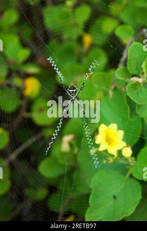 Zig-zag Spider in web, Isole Galapagos, Ecuador (Neoscona cooksoni) Foto Stock