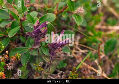 Bartsia alpina, Groenlandia (Bartsia alpina) Foto Stock