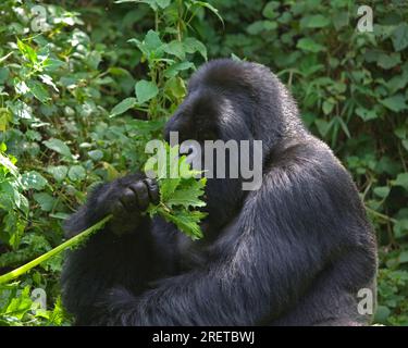 Gorilla di montagna, maschio, Parco Nazionale del Vulcano (Gorilla gorilla beringei), Ruanda Foto Stock