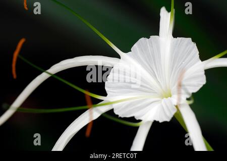 Giglio di ragno (Hymenocallis littoralis), giglio di ragno tropicale Foto Stock