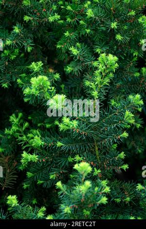 Yew inglese (Taxus baccata), Taxaceae Foto Stock