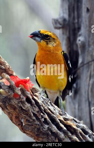 Yellow Grosbeak (Pheucticus chrysopeplus), maschio, Sonora Desert, Arizona, USA Foto Stock