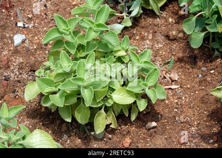 Origano cubano (Coleus amboinicus) (Plectranthus amboinicus), timo giamaicano, origano spagnolo, origano messicano, borage indiano Foto Stock