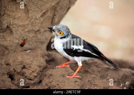 White Helmet Shrike, Kruger National Park, caschetto con cresta bianca (Prionops plumatus) Foto Stock