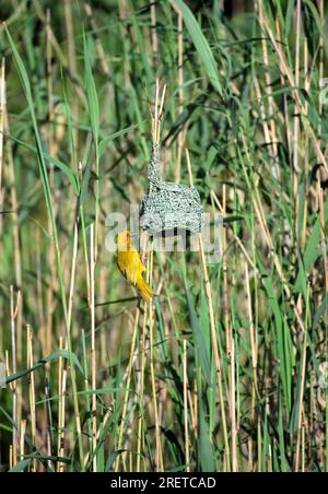 tessitore dorato africano orientale (Ploceus subaureus), edificio maschile di un nido, Wetland Park, Sud Africa, tessitore giallo, Santa Lucia Foto Stock