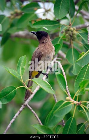 Bulbul dagli occhi neri (Pycnonotus barbatus), parco nazionale di Kruger, Sudafrica Foto Stock