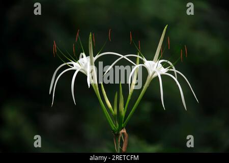 Giglio di ragno (Hymenocallis occidentalis) Foto Stock