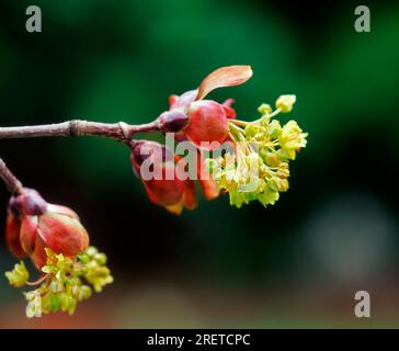 Acero norvegese (Acer platanoides) Crimson Sentry Foto Stock