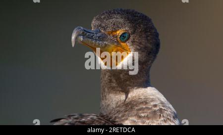 Ritratto all'Anhinga Trail nel Parco Nazionale delle Everglades Foto Stock