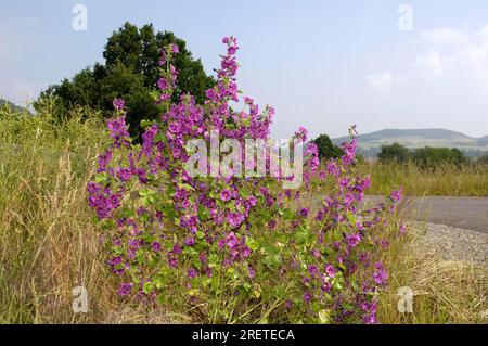 Mallow mauritano (Malva sylvestris mauritiana), mallow da giardino, mallow di Algeri Foto Stock