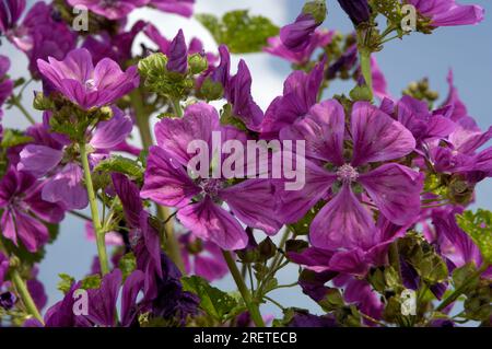 Mallow mauritano (Malva sylvestris mauritiana), mallow da giardino, mallow di Algeri Foto Stock