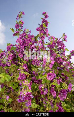 Mallow mauritano (Malva sylvestris mauritiana), mallow da giardino, mallow di Algeri Foto Stock