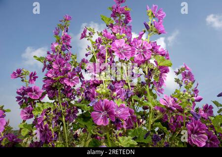 Mallow mauritano (Malva sylvestris mauritiana), mallow da giardino, mallow di Algeri Foto Stock