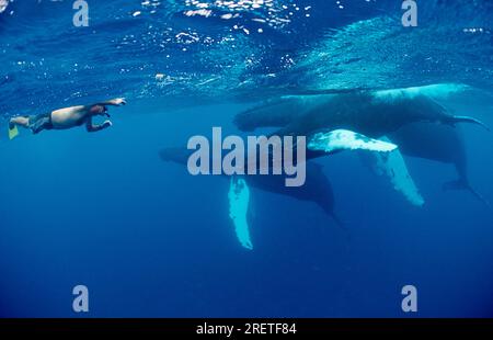 Snorkeling e balene megattere (Megaptera novaeangliae), Silverbanks, Repubblica Dominicana Foto Stock