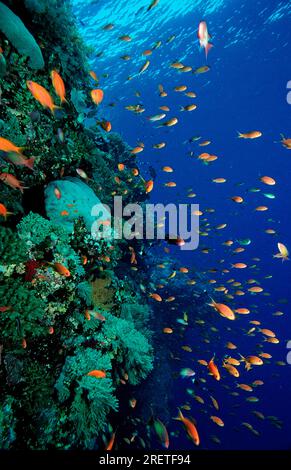 Sea goldie (Pseudanthias squamipinnis), Harem Flagfish, Harem Flagfish, Egitto Foto Stock
