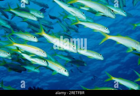 Pesce capra albacora (Mulloides vanicolensis), Egitto Foto Stock