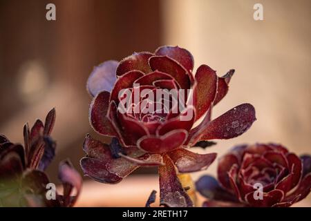 Dettaglio di una rosa nera che decora l'ingresso di una casa di campagna. Foto Stock