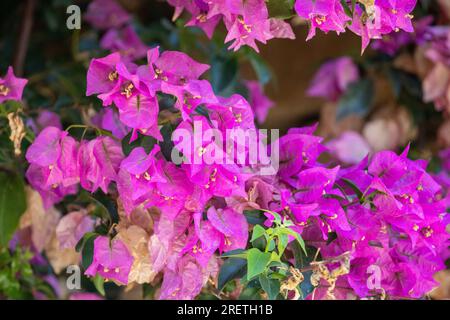 Dettaglio di bouganvillea che decora l'ingresso di una casa di campagna. Foto Stock