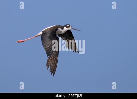 Palafitta dal collo nero (Himantopus mexicanus) che vola nel cielo blu, Galveston, Texas, USA. Foto Stock