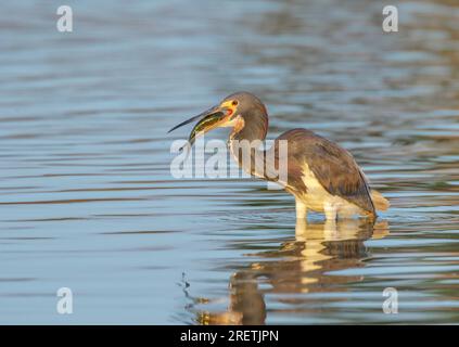 L'airone tricolore (Egretta tricolor) caccia in laguna al mattino presto, Galveston, Texas, USA. Foto Stock