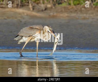 Grande airone blu (Ardea herodias) che cattura una triglia bianca o una triglia d'argento (Mugil curema) nella laguna di Galveston, Texas, Stati Uniti. Foto Stock