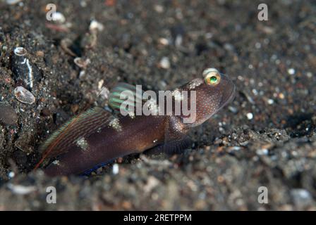 Variable Shrimpgoby, Cryptocentrus fasciatus, all'ingresso della buca, sito di immersione per paracadutisti, stretto di Lembeh, Sulawesi, Indonesia Foto Stock