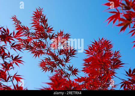 Acero giapponese, Acer palmatum, contro il cielo blu Foto Stock