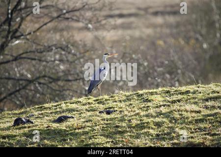 Airone cenerino Foto Stock