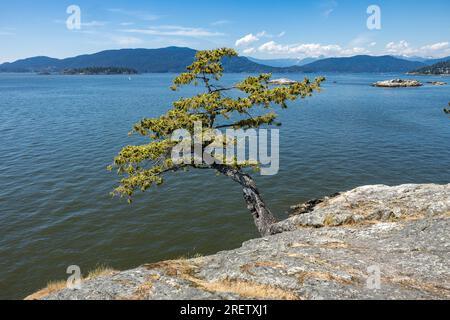 Vista panoramica dal Juniper Point situato nel Lighthouse Park, nella zona ovest di Vancouver Foto Stock