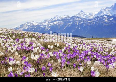 Fiori di croco selvatico sulle alpi con montagne innevate sullo sfondo all'inizio della primavera - immagine concentrata impilabile Foto Stock