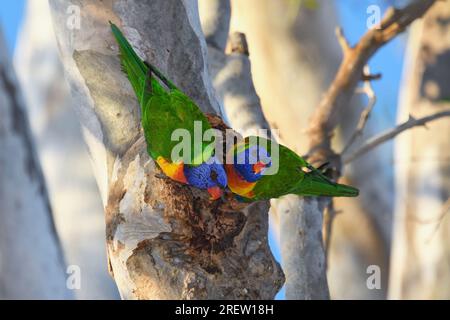 Due lorikeet arcobaleno australiani adulti - Trichoglossus moluccanus - uccelli arroccati su una cavità di gomme di eucalipto a guardia dell'ingresso in una luce soffusa Foto Stock