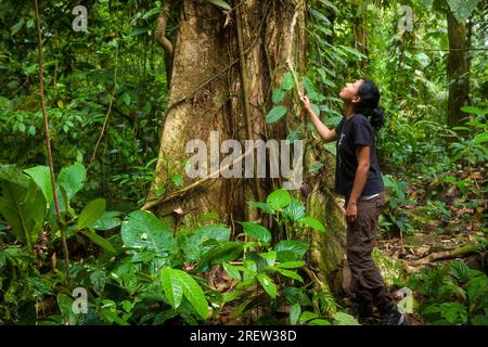 Fotografo Outdoor Zizza Gordon e grande albero nella foresta pluviale di Portobelo national park, lungo la ricoperta Camino Real trail, Repubblica di Panama Foto Stock