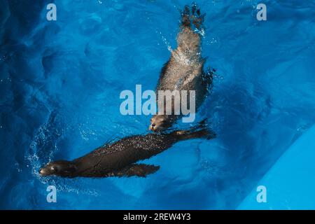 Vista dall'alto di graziosi leoni marini che nuotano in acqua blu pulita in piscina durante il giorno di sole Foto Stock