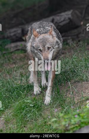 Alpi selvagge, il lupo italiano (Canis lupus italicus) Foto Stock