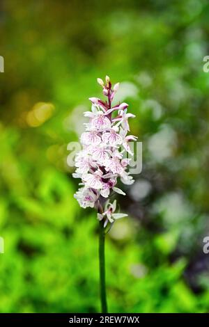 Dactylorhiza maculata, Orchidea a macchia di calore, che cresce in foresta di boggy nel sud della Finlandia, le marcature in fiori variano da rosa a viola. Foto Stock
