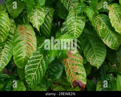 Marrone macchiato e giallo danno da antracnosio sulla foglia verde dell'albero di pianta di caffè robusta, malattie delle piante che danneggiano l'agricoltura Foto Stock