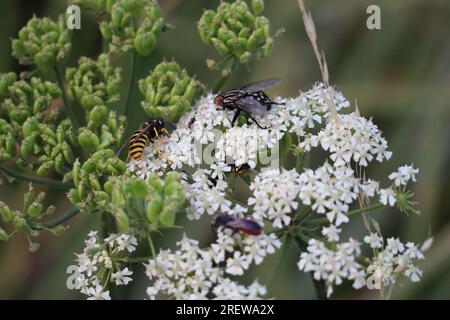 Vespa della foresta e carne grigia volano su Meadow Hogweed Foto Stock