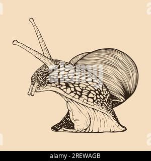 Lumaca disegnata a mano. Stile di incisione vintage line. Illustrazione vettoriale Illustrazione Vettoriale