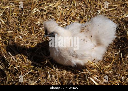 Vista ravvicinata ad angolo elevato di un pollo Silkie nel fieno Foto Stock