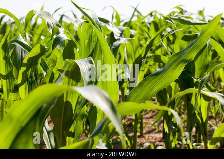 attività agricole connesse alla coltivazione del mais dolce, all’agricoltura e alla lavorazione del mais per produrre un’elevata resa di mais e cibo, primo piano Foto Stock