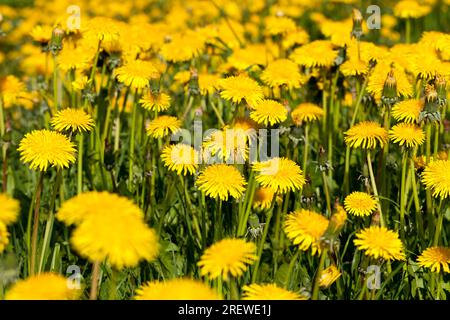 primo piano di leoni freschi gialli sul campo in primavera, i fiori di candelio sono piante di erbacce di candelio fresche e recentemente fiorite Foto Stock