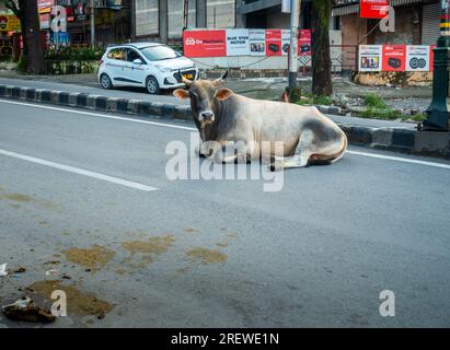 28 giugno 2022 Uttarakhand India. Grande toro di mucca randagio con grandi corna sulla Dehradun City Road, India. Potenziale pericolo per il traffico Foto Stock