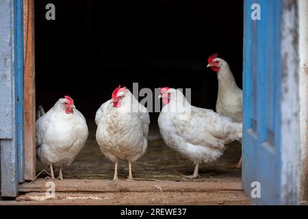 Le galline madri bianche si trovano sul portico del loro coop e guardano la telecamera. Foto Stock