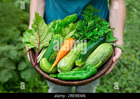 Donna che trasporta cesto con verdure appena raccolte in giardino. Cestino con verdure nelle mani di un concetto contadino di natura Foto Stock