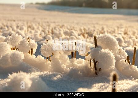 la neve rimase su un campo agricolo, un campo di neve bianca in un clima freddo e gelido, la neve su un campo agricolo, dopo l'ultima nevicata Foto Stock