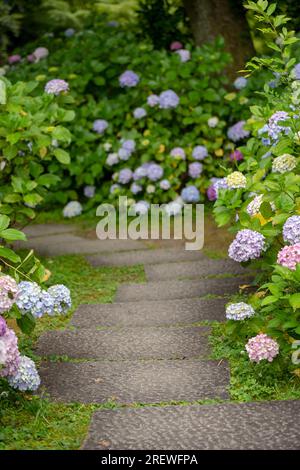 Hydrangea macrophylla arbusti e cespugli in fiore nel sentiero del giardino. Foto Stock